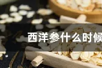 西洋参什么时候种