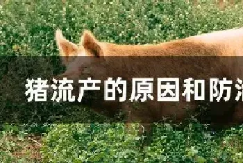 猪流产的原因和防治方法