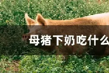 母猪下奶吃什么好