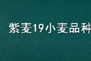 紫麦19小麦品种介绍