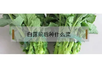 白露前后种什么菜