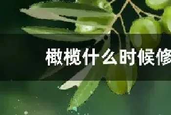 橄榄什么时候修剪