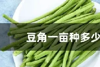 豆角一亩种多少株