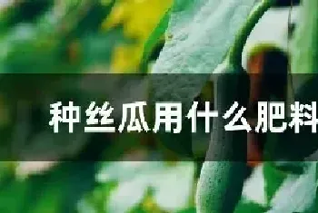 种丝瓜用什么肥料最好