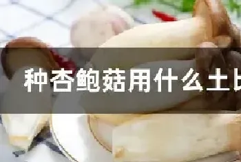 种杏鲍菇用什么土比较好