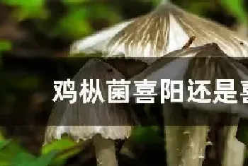 鸡枞菌喜阳还是喜阴