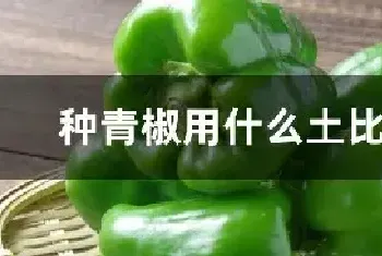 种青椒用什么土比较好