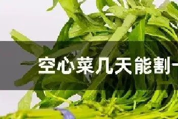 空心菜几天能割一茬