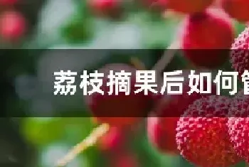 荔枝摘果后如何管理