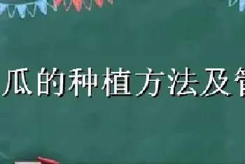 吊瓜的种植方法及管理办法