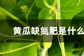 黄瓜缺氮肥是什么症状