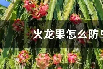 火龙果怎么防虫