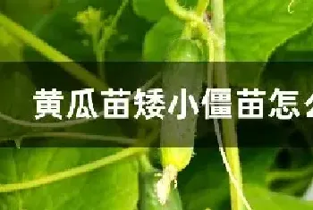 黄瓜苗矮小僵苗怎么防治