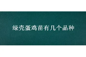 绿壳蛋鸡苗有几个品种