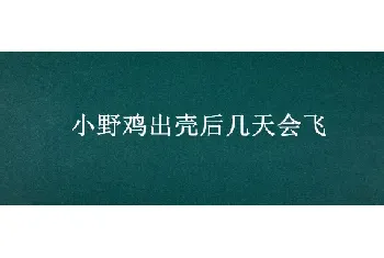 小野鸡出壳后几天会飞