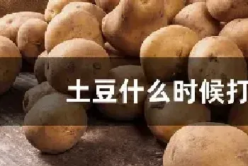 土豆什么时候打顶