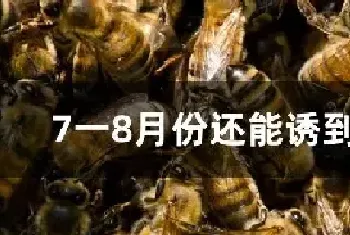 7一8月份还能诱到蜂吗