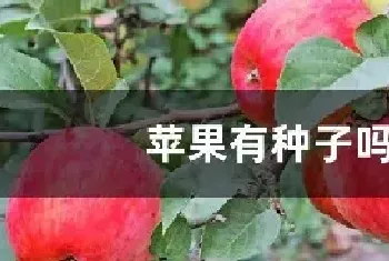 苹果有种子吗