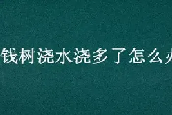 金钱树浇水浇多了怎么办