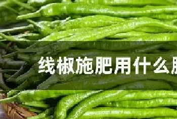 线椒施肥用什么肥料