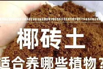 椰砖土是什么？椰砖土适合养哪些植物？