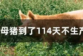 母猪到了114天不生产怎么办