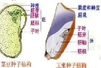 菜豆种子和玉米种子的结构图 （菜豆种子和玉米种子的区别）