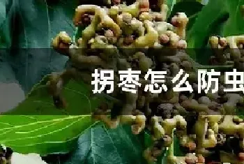 拐枣怎么防虫