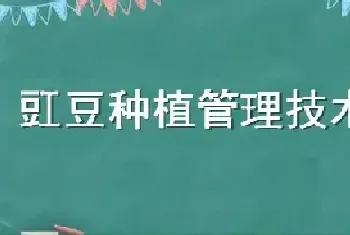 豇豆种植管理技术打尖