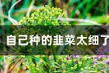 自己种的韭菜太细了怎么办