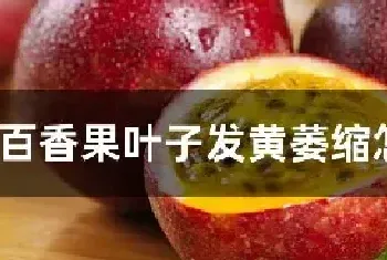 百香果叶子发黄萎缩怎么急救