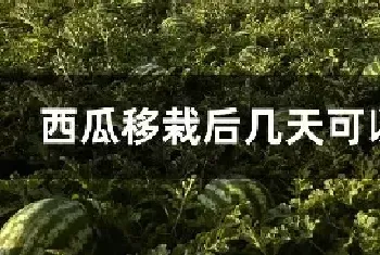 西瓜移栽后几天可以施肥