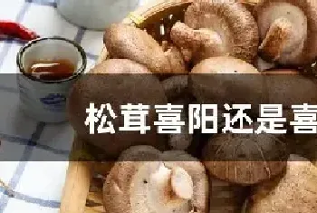 松茸喜阳还是喜阴