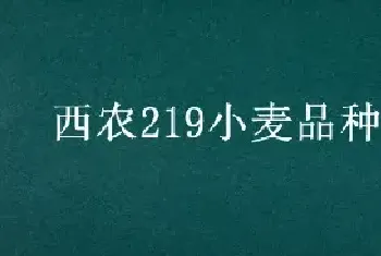 西农219小麦品种介绍