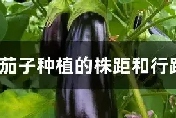 茄子种植的株距和行距是多少