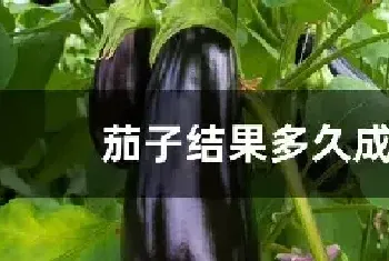 茄子结果多久成熟