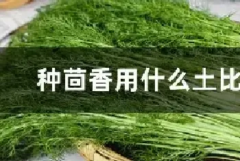 种茴香用什么土比较好