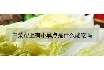 白菜帮上有小黑点是什么能吃吗