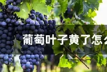 葡萄叶子黄了怎么办