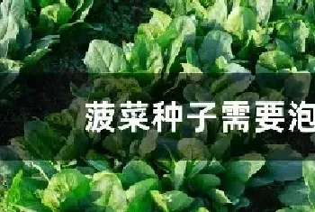 菠菜种子需要泡吗