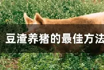 豆渣养猪的最佳方法和配方