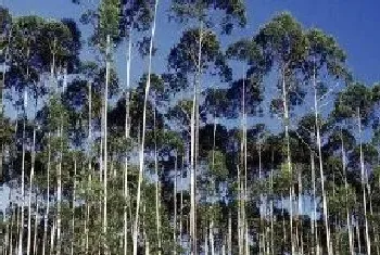 什么树苗长得快又值钱,目前十年内栽什么树苗有前景?