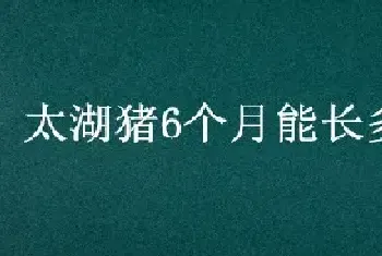 太湖猪6个月能长多少斤