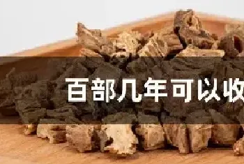 百部几年可以收获