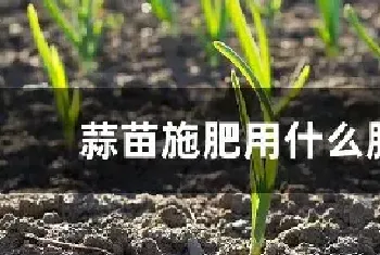 蒜苗施肥用什么肥料