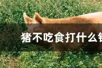 猪不吃食打什么针水