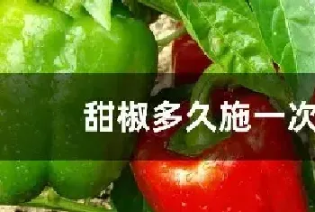 甜椒多久施一次肥