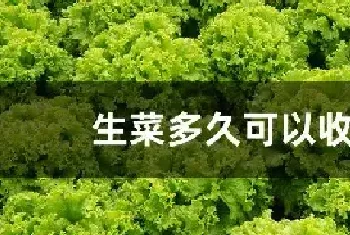 生菜多久可以收获