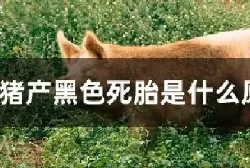 母猪产黑色死胎是什么原因造成的