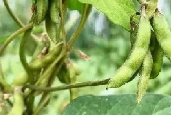 野豆子用什么药打野豆子有毒吗